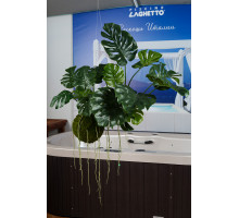 EDG MONSTERA Монстера калакольчатая, подвесная, H70 L110, цвет зеленый