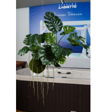 EDG MONSTERA Монстера калакольчатая, подвесная, H70 L110, цвет зеленый