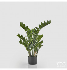 EDG ZAMIFOLIA Замиокулькас, h90, 9 веток, в вазоне, 2,2 кг, цвет зеленый