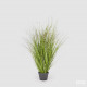 EDG FESTUCA Фетука h122 куст в горшке, 1,6 кг, цвет зеленый