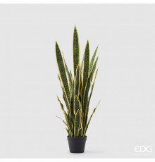 EDG SANSEVERIA Сансеверия западная в вазоне, H105, цвет зеленый/желтый