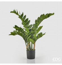 EDG ZAMIFOLIA Замиокулис, h110, 11 веток, в вазоне, цвет зеленый