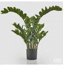 EDG ZAMIFOLIA Замиокулис, h130, 15 веток, в вазоне, цвет зеленый
