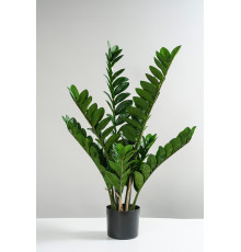 EDG ZAMIFOLIA Замиокулькас, h90, 9 веток, в вазоне, 2,2 кг, цвет зеленый