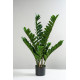 EDG ZAMIFOLIA Замиокулис, h110, 11 веток, в вазоне, цвет зеленый