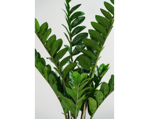 EDG ZAMIFOLIA Замиокулис, h130, 15 веток, в вазоне, цвет зеленый