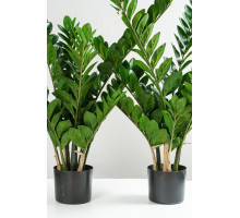 EDG ZAMIFOLIA Замиокулис, h110, 11 веток, в вазоне, цвет зеленый