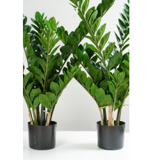 EDG ZAMIFOLIA Замиокулис, h110, 11 веток, в вазоне, цвет зеленый