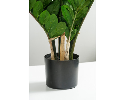 EDG ZAMIFOLIA Замиокулис, h130, 15 веток, в вазоне, цвет зеленый