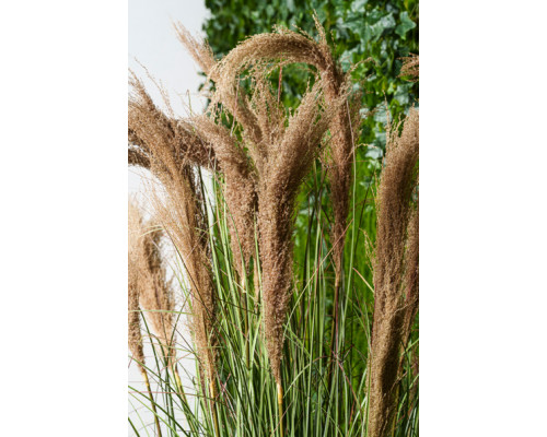 EDG FESTUCA Фетука h122 куст в горшке, 1,6 кг, цвет зеленый