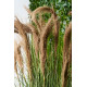 EDG FESTUCA Фетука h122 куст в горшке, 1,6 кг, цвет зеленый