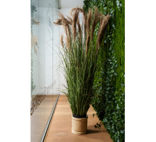 EDG FESTUCA Фетука h185 см куст в горшке, 5,5 кг, цвет зеленый натуральный