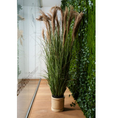EDG FESTUCA Фетука h185 см куст в горшке, 5,5 кг, цвет зеленый натуральный